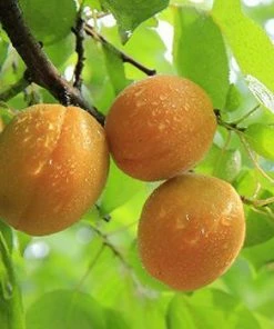 Fast Growing Trees See All Fruit Trees Late Ross Peach Tree