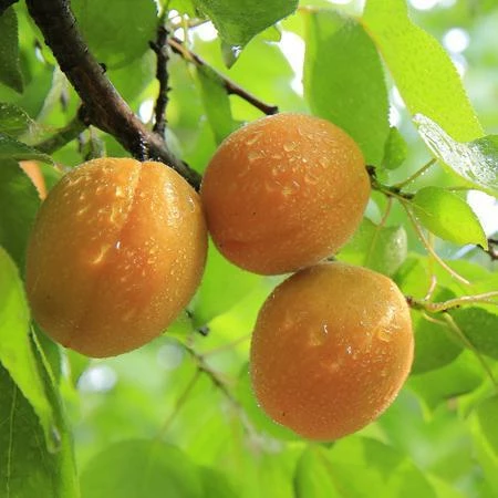 Fast Growing Trees See All Fruit Trees Late Ross Peach Tree 4 Fast Growing Trees See All Fruit Trees Late Ross Peach Tree