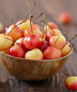 Fast Growing Trees Cherry Trees Royal Ann Cherry Tree