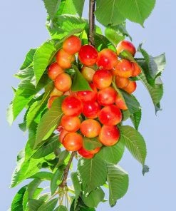 Fast Growing Trees Cherry Trees Royal Ann Cherry Tree