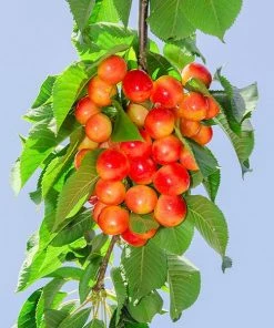 Fast Growing Trees Cherry Trees Royal Ann Cherry Tree