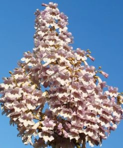 Fast Growing Trees Purple Flowers Royal Empress Tree 14 Fast Growing Trees Purple Flowers Royal Empress Tree