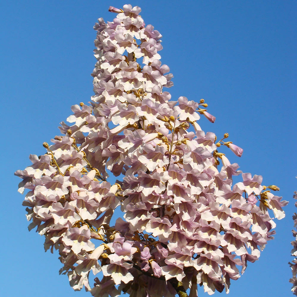 Fast Growing Trees Purple Flowers Royal Empress Tree 8 Fast Growing Trees Purple Flowers Royal Empress Tree