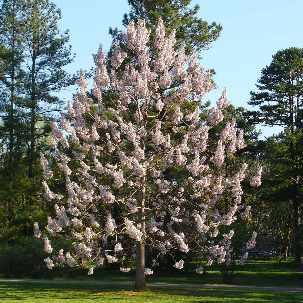 Fast Growing Trees Purple Flowers Royal Empress Tree 6 Fast Growing Trees Purple Flowers Royal Empress Tree