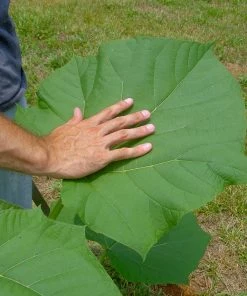 Fast Growing Trees Purple Flowers Royal Empress Tree 13 Fast Growing Trees Purple Flowers Royal Empress Tree