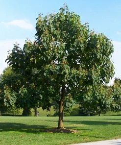 Fast Growing Trees Purple Flowers Royal Empress Tree 11 Fast Growing Trees Purple Flowers Royal Empress Tree