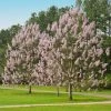 Fast Growing Trees Purple Flowers Royal Empress Tree