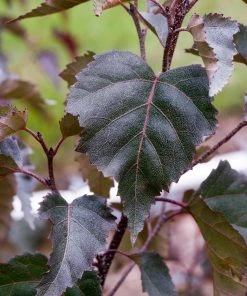 Fast Growing Trees Royal Frost® Birch Tree Birch Trees