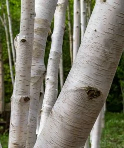Fast Growing Trees Royal Frost® Birch Tree Birch Trees