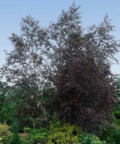 Fast Growing Trees Royal Frost® Birch Tree Birch Trees