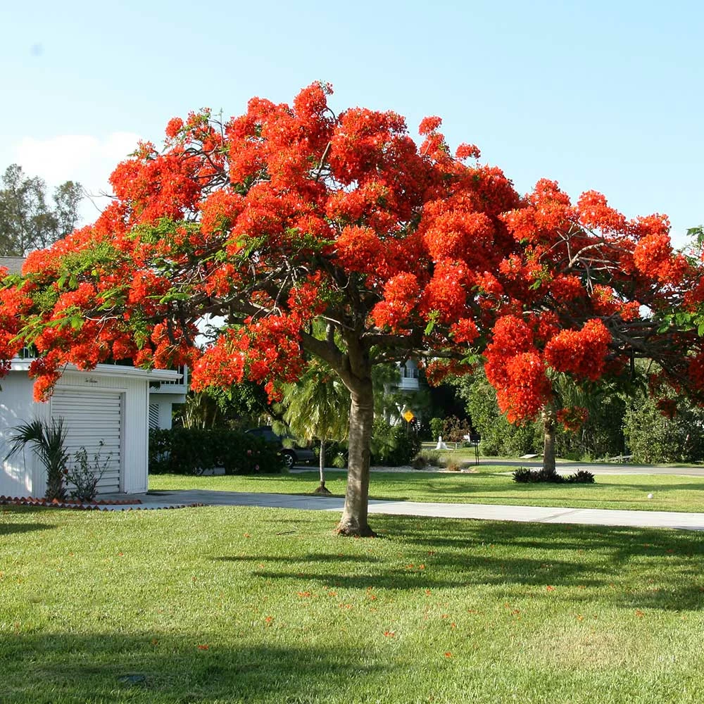 Fast Growing Trees Red Flowers Royal Poinciana Tree 6 Fast Growing Trees Red Flowers Royal Poinciana Tree