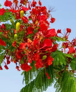 Fast Growing Trees Red Flowers Royal Poinciana Tree 8 Fast Growing Trees Red Flowers Royal Poinciana Tree