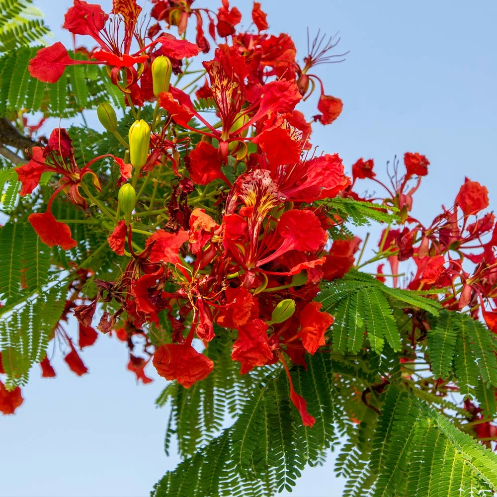 Fast Growing Trees Red Flowers Royal Poinciana Tree 5 Fast Growing Trees Red Flowers Royal Poinciana Tree