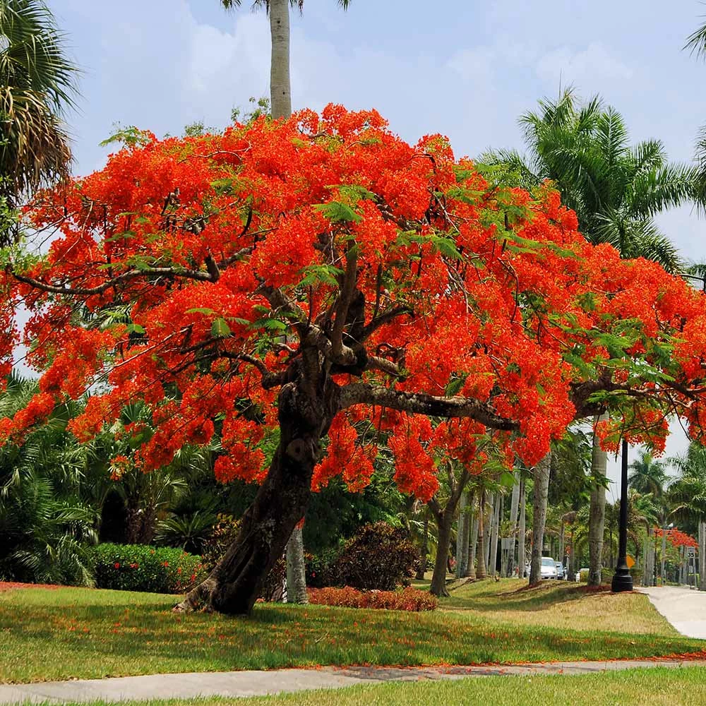 Fast Growing Trees Red Flowers Royal Poinciana Tree 4 Fast Growing Trees Red Flowers Royal Poinciana Tree