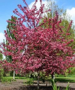 Fast Growing Trees Royal Raindrops® Crabapple Tree Crabapple Trees