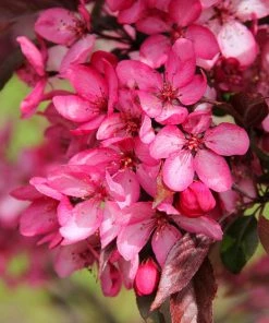 Fast Growing Trees Royal Raindrops® Crabapple Tree Crabapple Trees