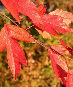 Fast Growing Trees Royal Raindrops® Crabapple Tree Crabapple Trees