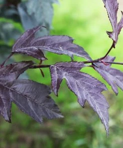 Fast Growing Trees Royal Raindrops® Crabapple Tree Crabapple Trees