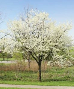 Fast Growing Trees Redbud Trees Royal White Redbud Tree