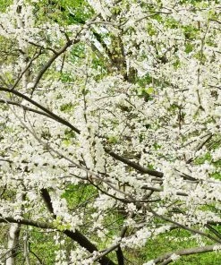 Fast Growing Trees Redbud Trees Royal White Redbud Tree