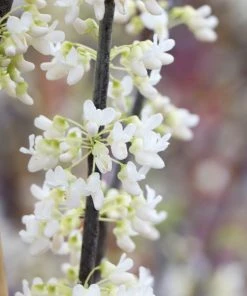 Fast Growing Trees Redbud Trees Royal White Redbud Tree
