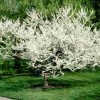 Fast Growing Trees Redbud Trees Royal White Redbud Tree 1 Fast Growing Trees Redbud Trees Royal White Redbud Tree