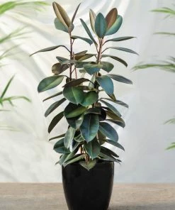 Fast Growing Trees Rubber Plant (Ficus) Air Purifying House Plants