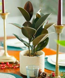 Fast Growing Trees Rubber Plant (Ficus) Air Purifying House Plants