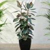Fast Growing Trees Rubber Plant (Ficus) Air Purifying House Plants