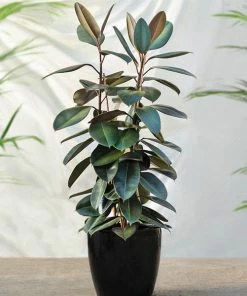 Fast Growing Trees Rubber Plant (Ficus) Air Purifying House Plants