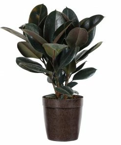 Fast Growing Trees Rubber Plant (Ficus) Air Purifying House Plants