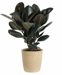 Fast Growing Trees Rubber Plant (Ficus) Air Purifying House Plants