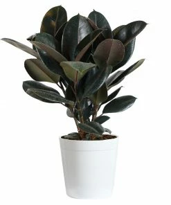 Fast Growing Trees Rubber Plant (Ficus) Air Purifying House Plants