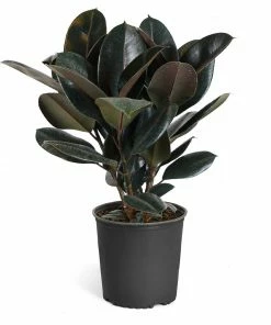 Fast Growing Trees Rubber Plant (Ficus) Air Purifying House Plants