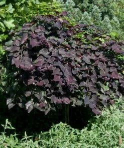 Fast Growing Trees Redbud Trees Ruby Falls Redbud Tree