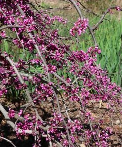 Fast Growing Trees Redbud Trees Ruby Falls Redbud Tree