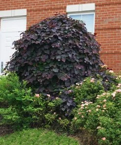 Fast Growing Trees Redbud Trees Ruby Falls Redbud Tree