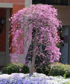 Fast Growing Trees Redbud Trees Ruby Falls Redbud Tree
