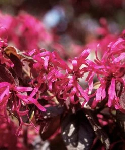Fast Growing Trees Ruby Loropetalum 7 Fast Growing Trees Ruby Loropetalum