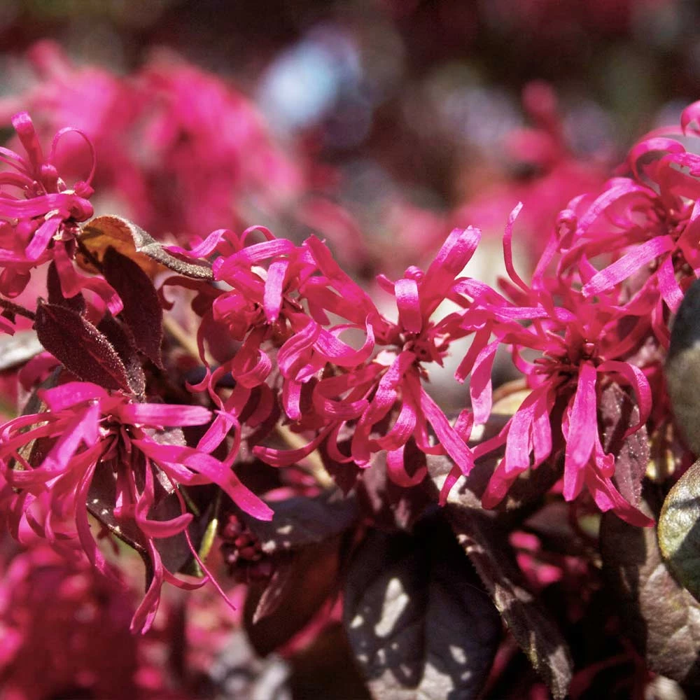 Fast Growing Trees Ruby Loropetalum 5 Fast Growing Trees Ruby Loropetalum