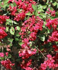 Fast Growing Trees Ruby Prince™ Emerald Empire® Crape Myrtle Tree 9 Fast Growing Trees Ruby Prince™ Emerald Empire® Crape Myrtle Tree