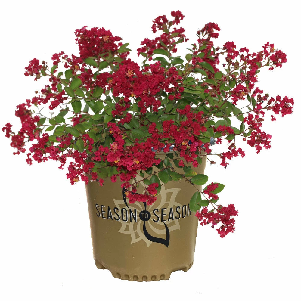 Fast Growing Trees Ruby Prince™ Emerald Empire® Crape Myrtle Tree 6 Fast Growing Trees Ruby Prince™ Emerald Empire® Crape Myrtle Tree