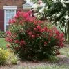 Fast Growing Trees Ruby Prince™ Emerald Empire® Crape Myrtle Tree