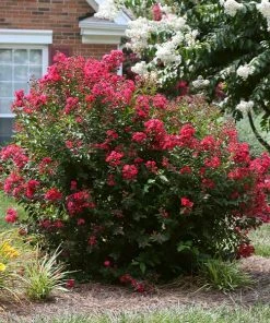Fast Growing Trees Ruby Prince™ Emerald Empire® Crape Myrtle Tree