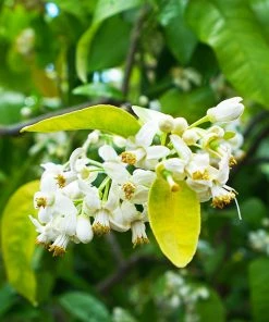 Fast Growing Trees Our Newest Arrivals Ruby Red Grapefruit Tree