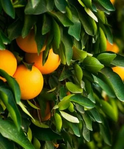 Fast Growing Trees Citrus Trees Ruby Red Grapefruit Tree