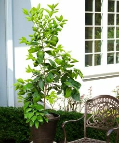 Fast Growing Trees Our Newest Arrivals Ruby Red Grapefruit Tree