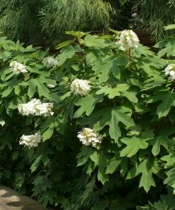 Fast Growing Trees Ruby Slippers Hydrangea Shrub