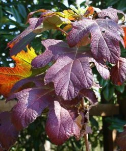 Fast Growing Trees Ruby Slippers Hydrangea Shrub