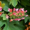 Fast Growing Trees Ruby Slippers Hydrangea Shrub